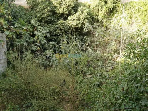 Vente Terrain Alger El harrach