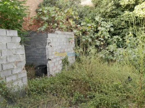 Vente Terrain Alger El harrach