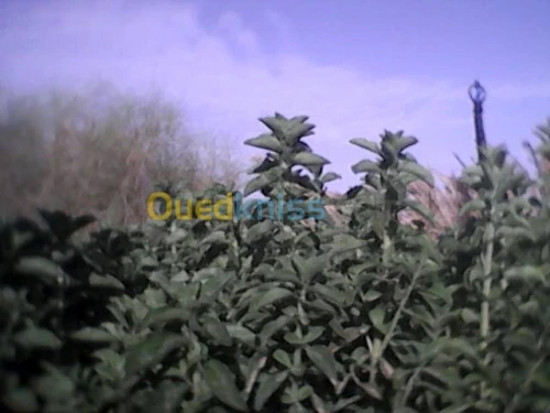   plantes medicinales (Stevia).