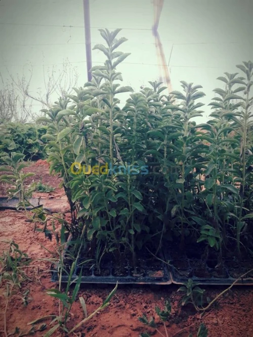   plantes medicinales (Stevia).