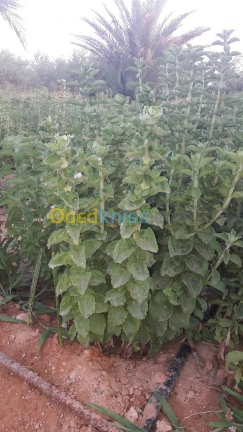   plantes medicinales (Stevia).