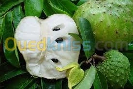 Fruits tropical (Exotique).