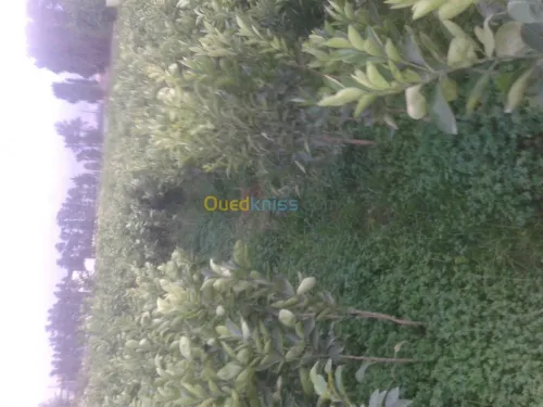 Agriculture et jardinage 