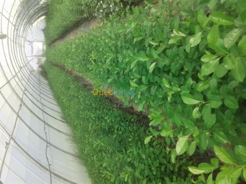 Agriculture et jardinage 