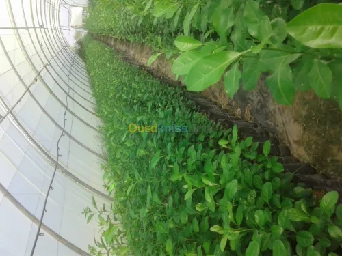 Agriculture et jardinage 