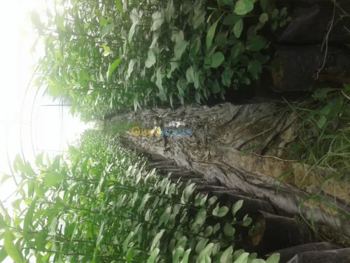 Agriculture et jardinage 