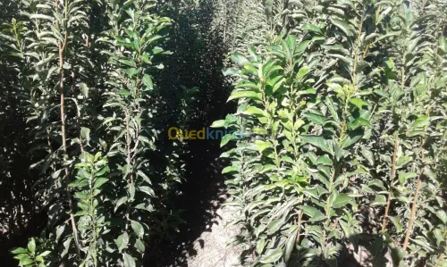 Agriculture et jardinage 