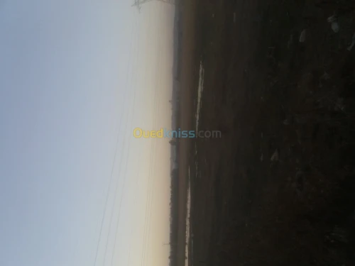 Vente Terrain Alger Tessala el merdja