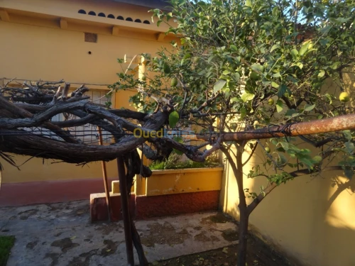 Vente Villa Mascara Mohammadia