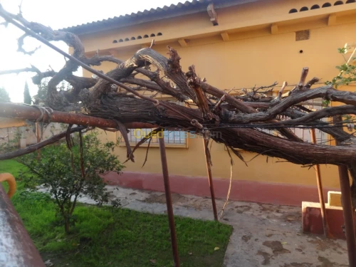 Vente Villa Mascara Mohammadia