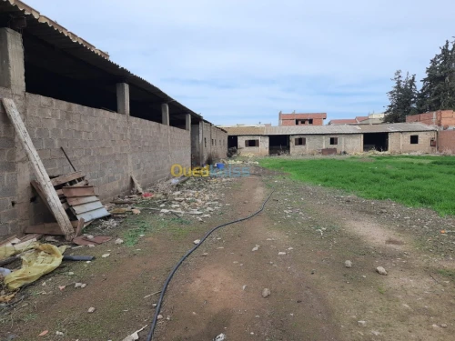 Vente Terrain Ain defla El attaf