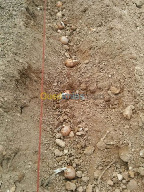 بيع بذور و شعيرات الزعفران الحر 
