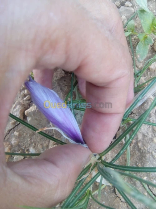 بيع بذور و شعيرات الزعفران الحر 