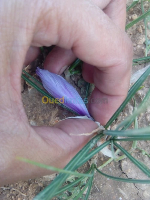 بيع بذور و شعيرات الزعفران الحر 