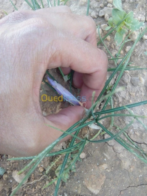 بيع بذور و شعيرات الزعفران الحر 