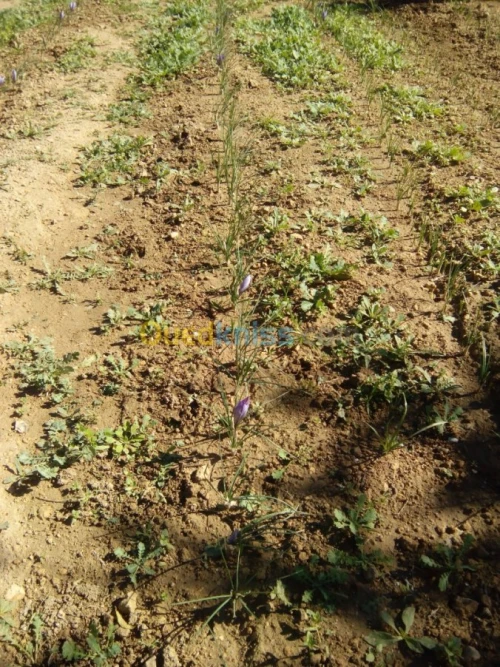 بيع بذور و شعيرات الزعفران الحر 