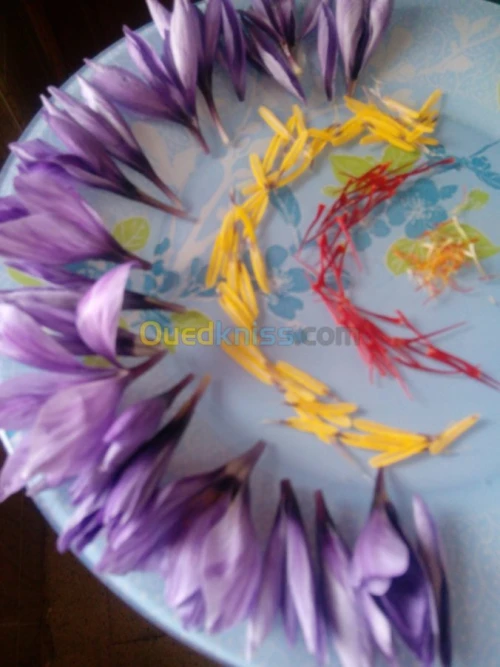 بيع بذور و شعيرات الزعفران الحر 