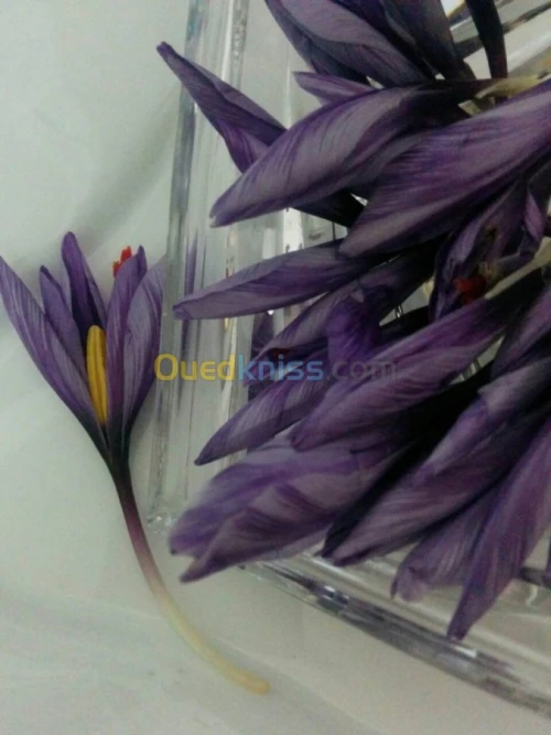 بيع بذور و شعيرات الزعفران الحر 