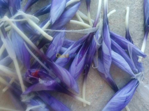 بيع بذور و شعيرات الزعفران الحر 