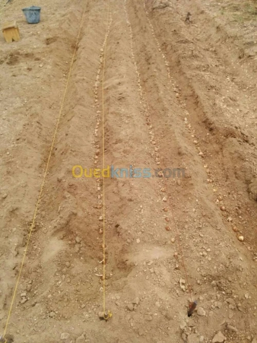 بيع بذور و شعيرات الزعفران الحر 