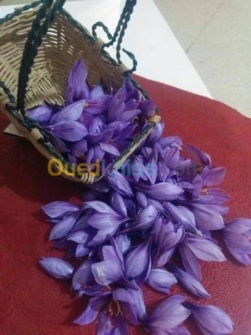 بيع بذور و شعيرات الزعفران الحر 