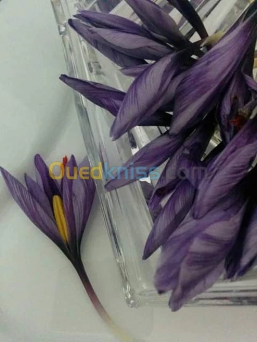 بيع بذور و شعيرات الزعفران الحر 