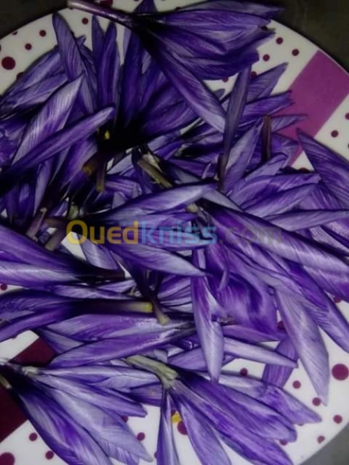 بيع بذور و شعيرات الزعفران الحر 