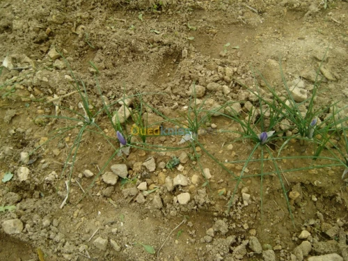 بيع بذور و شعيرات الزعفران الحر 