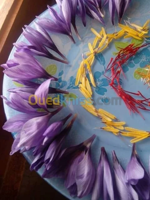 بيع بذور و شعيرات الزعفران الحر 