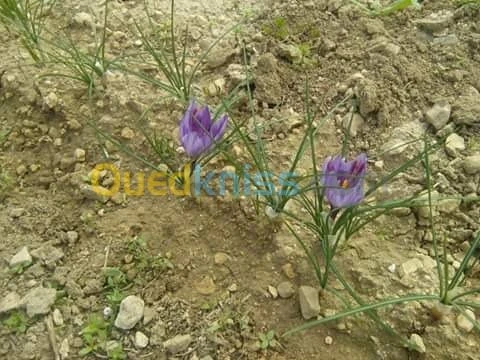 بيع بذور و شعيرات الزعفران الحر 