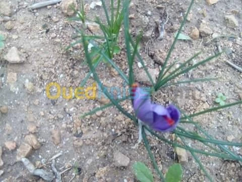 بيع بذور و شعيرات الزعفران الحر 