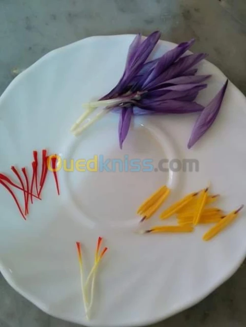 بيع بذور و شعيرات الزعفران الحر 