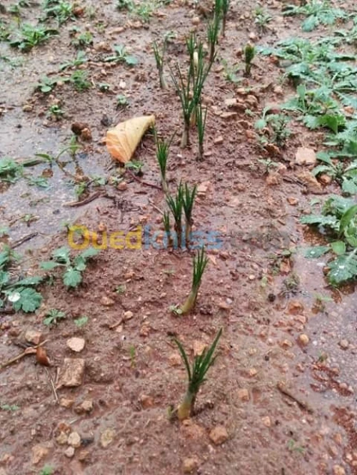 بيع بذور و شعيرات الزعفران الحر 