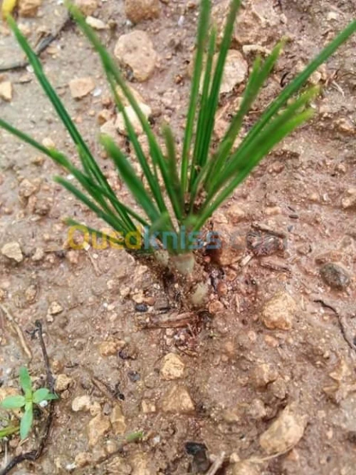 بيع بذور و شعيرات الزعفران الحر 