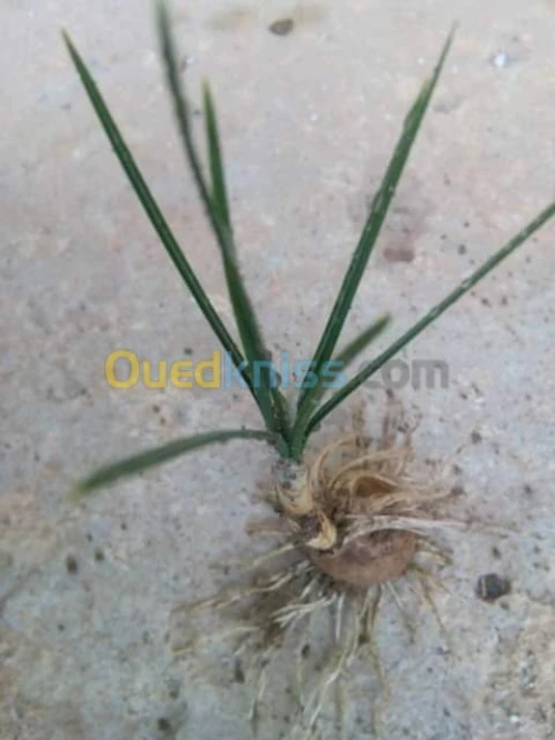 بيع بذور و شعيرات الزعفران الحر 