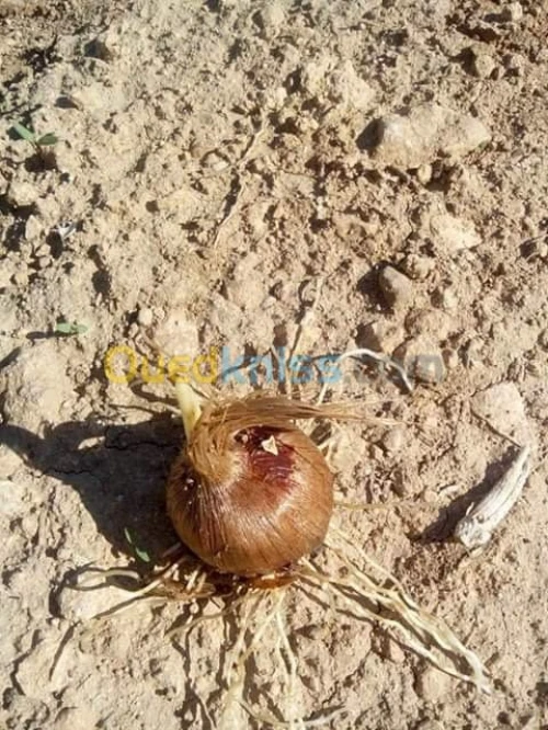 بيع بذور و شعيرات الزعفران الحر 