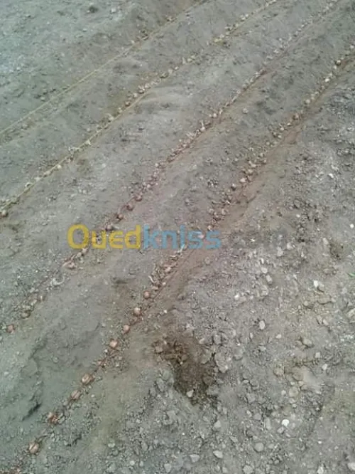 بيع بذور و شعيرات الزعفران الحر 