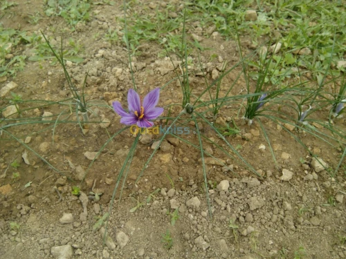 بيع بذور و شعيرات الزعفران الحر 