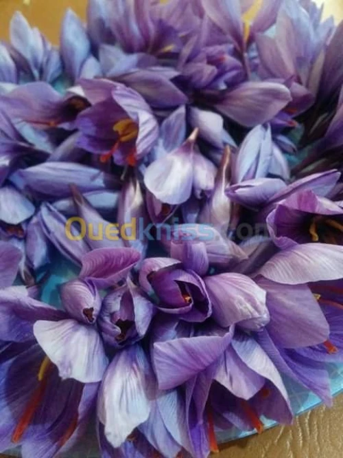 بيع بذور و شعيرات الزعفران الحر 