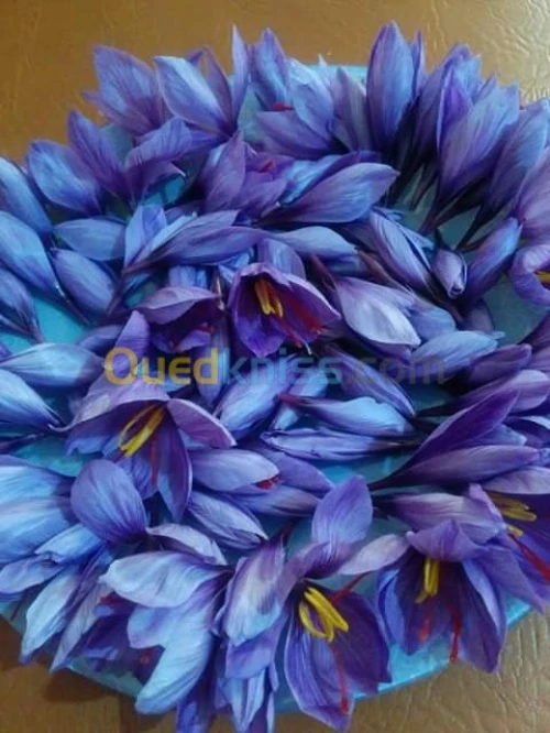 بيع بذور و شعيرات الزعفران الحر 