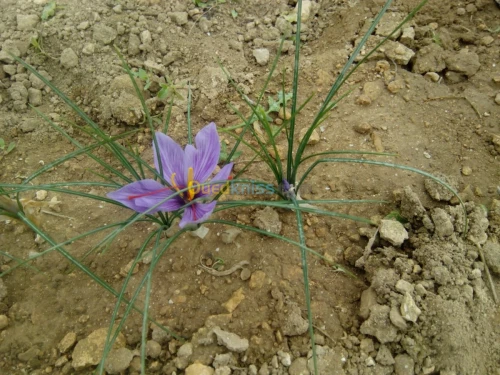 بيع بذور و شعيرات الزعفران الحر 