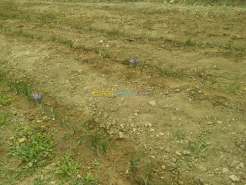 بيع بذور و شعيرات الزعفران الحر 