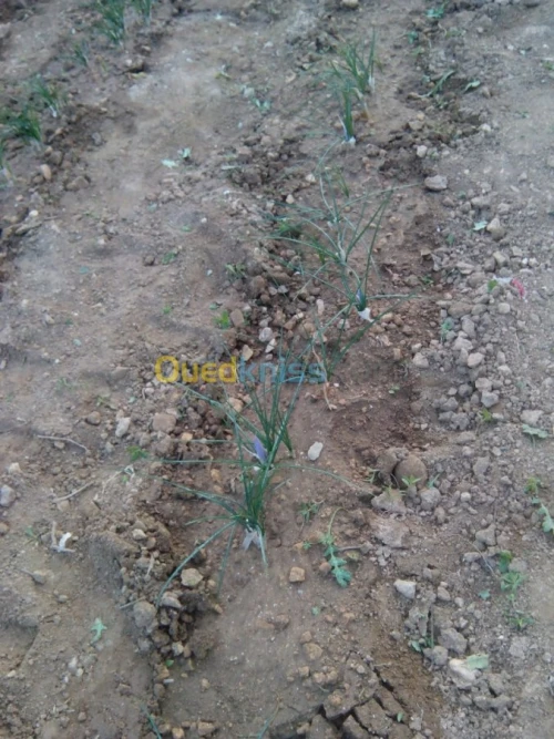 بيع بذور و شعيرات الزعفران الحر 