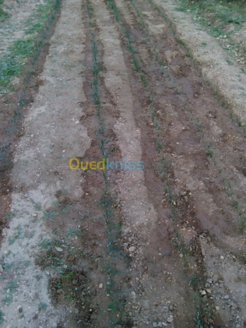 بيع بذور و شعيرات الزعفران الحر 