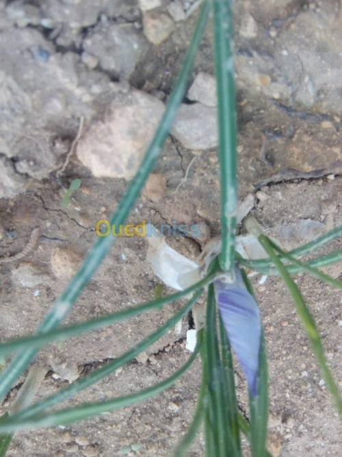 بيع بذور و شعيرات الزعفران الحر 