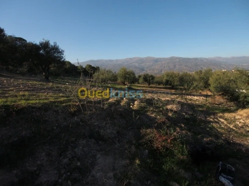 Vente Terrain Agricole Bejaia Boudjellil