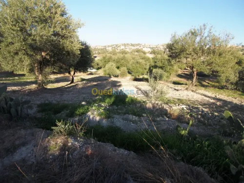 Vente Terrain Agricole Bejaia Boudjellil