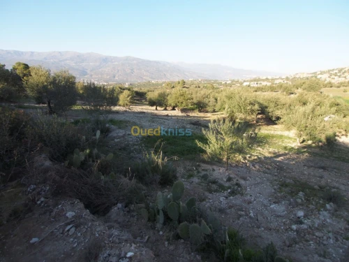 Vente Terrain Agricole Bejaia Boudjellil