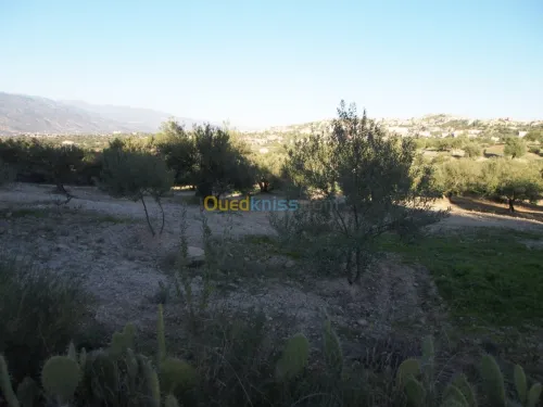 Vente Terrain Agricole Bejaia Boudjellil