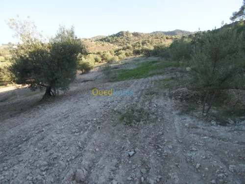 Vente Terrain Agricole Bejaia Boudjellil